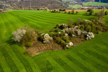 Trees in bloom, on a green hill