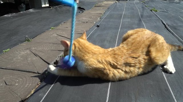 Young cat playing in the garden