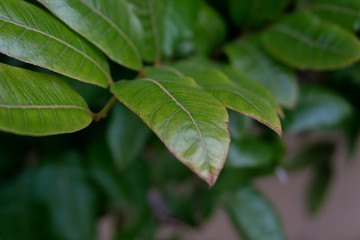 green leaves background
