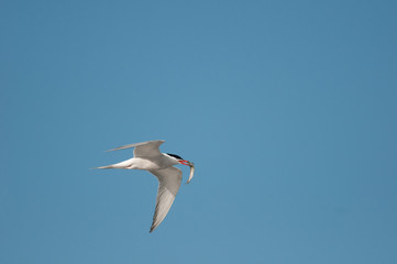 Common Tern
