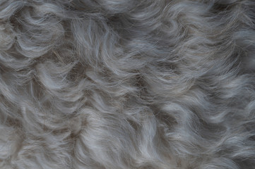 golden doodle hair texture