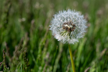 dandelion close up