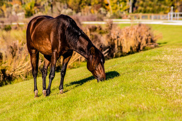 Fototapeta premium Wild horses