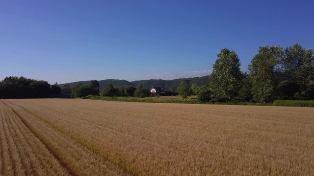 Drone aerial view of farm fields oat wheat corn mountains countryside landscape Biei Furano Hokkaido Japan