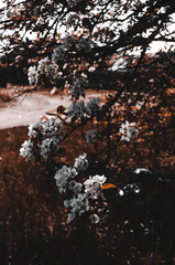 autumn in the forest