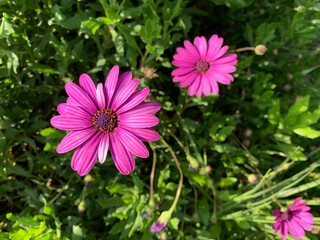 Obraz premium flores