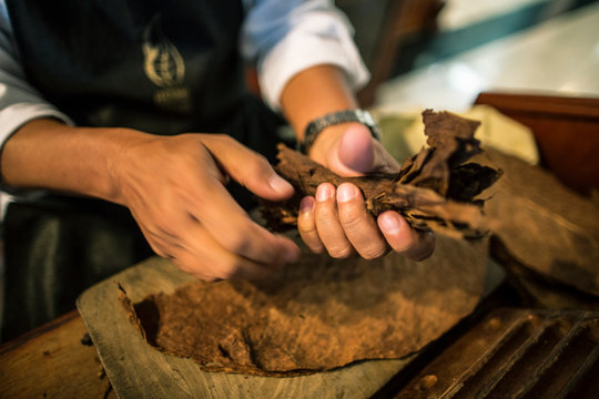 torcedor de habanos