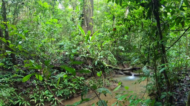 View of dense rain forest with water stream of Darien or Darién National Park in Panama, World Heritage Site with nature, impenetrable thick jungle and trees. Journey in Central and South America