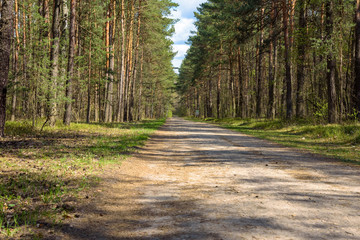 Forest road at spring sunny day