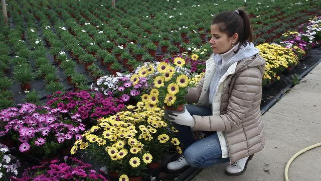 Young female florist arranging potted colorful flowering Dimorphotheca ecklonis plants while gardening in glasshouse 