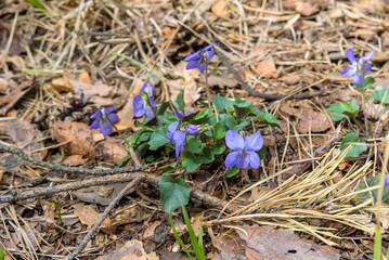 Viola odorata flower on the forest undergrowth