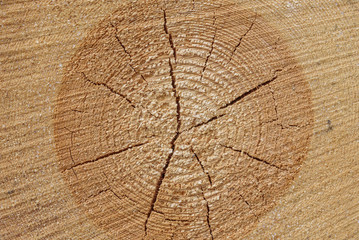 Fototapeta premium Background made of cut tree stump