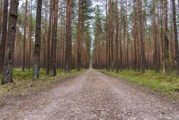 Dirt road through pine forest