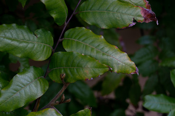 Fototapeta na wymiar Leaf of a tree
