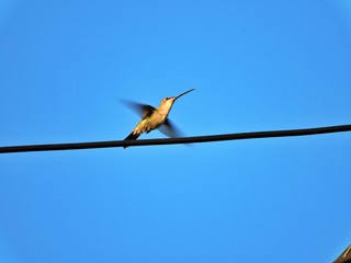 AVES © NICOLAS COSTA