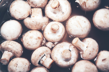 Mushroom champignons in the water for lunch preparation