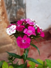 pink and white flowers