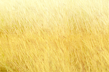 Abstract background of golden bokeh 