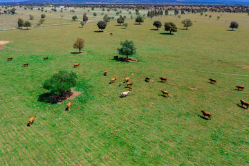 Aerial drone  photo of a herd of cows moving and grazing on the grass in Spain