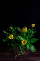 Calendula, marigold plant on rustic wooden board with black background and negative space.