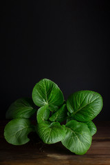 bok choi plant on rustic wooden board with black background and negative space.