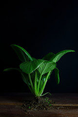 Bok choi plant on rustic wooden board with black background and negative space. 