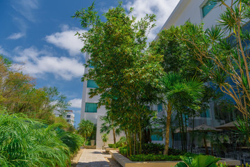Obraz premium Tropical thicket of bamboo near a modern building.