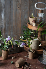 Transplanting plants. Home garden on the windowsill. Home gardening and Earth Day concept