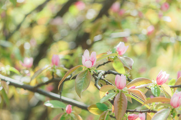 開き始めたかりんの花2
