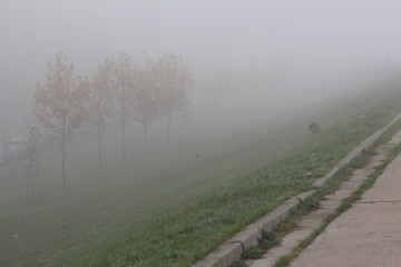 Fototapeta na wymiar Foggy Trees in the Morning