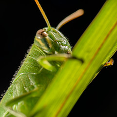 Giant Grasshopper also known as Valanga irregularis.