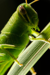 Giant Grasshopper also known as Valanga irregularis.