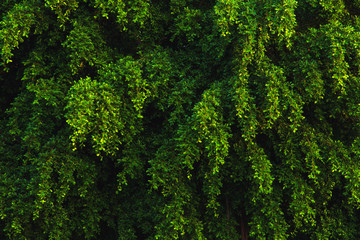 Fototapeta premium Close up patterned Banyan tree leaves in the morning.
