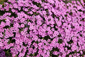 Floral Verbena in spring garden, small pink flowers pattern