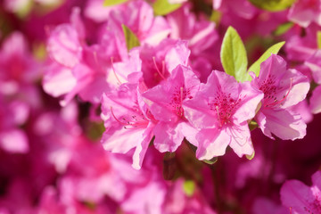 Close-up royal white azalea blossoms