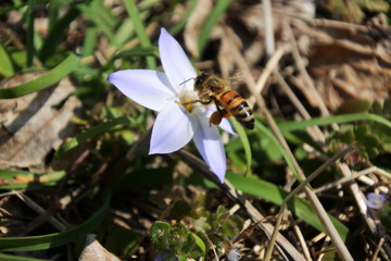 Springstar flower and western honey bee, vol. 2
