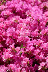 Pink azalea in full bloom in spring