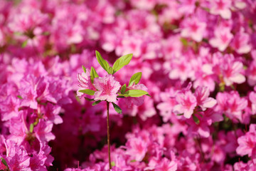 Pink azalea in full bloom in spring