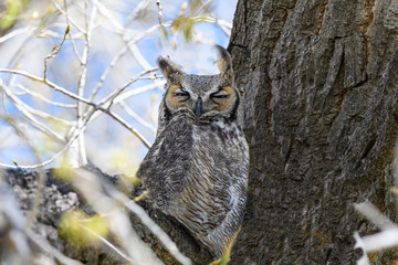 Great horned owl Colorado