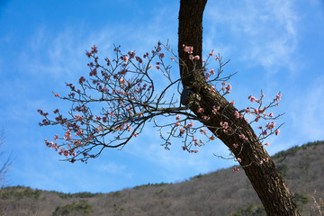 Plum Blossom and blue sky background