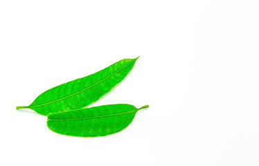 Green leaves, leaves of mango isolated on white background.
