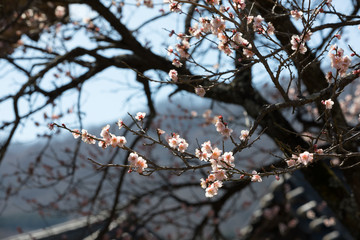 The pink plum blossoms in the Seonamsa Temple, South Korea.
