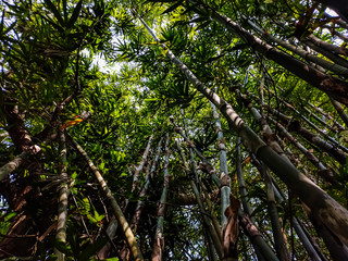 Fototapeta premium Morning sunlight drop on the big bamboo forest in the India.
