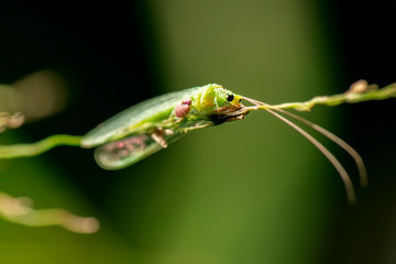 Green Large Lacewing also known as Myiodactylus sp from the family Nymphidae