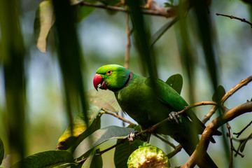 The rose-ringed parakeet, also known as the ring-necked parakeet, is a medium-sized parrot in the genus Psittacula, of the family Psittacidae.