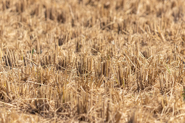 稲刈りの切り株