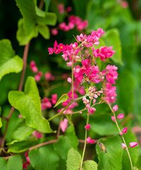 A closeup of bumblebees pollinating vibrant pink flowers on a spring day