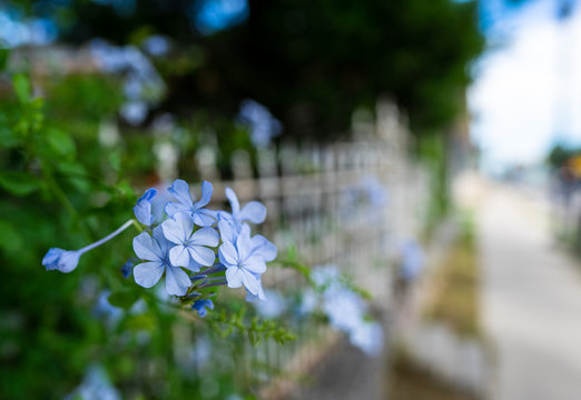 A Closeup Of A Patch Of Light Blue Wildflowers Grow Near A Weathered Iron Fence In The Spring In An East Austin Neighborhood