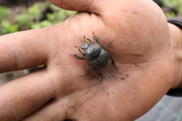 Obraz premium hand holding a beetle