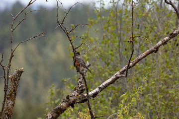 robin in tree